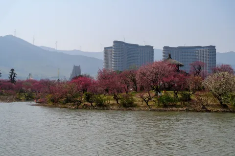 龙之梦东方盆景园23