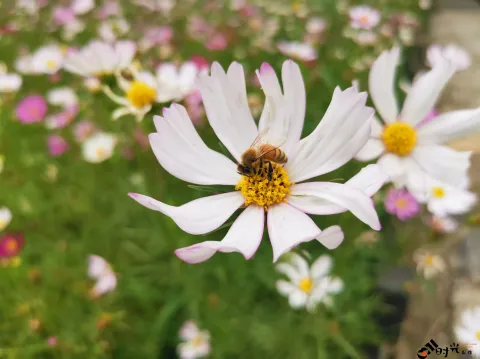勤劳采蜜中的蜜蜂