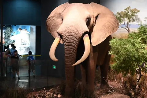 肯尼斯·贝林世界野生动物展11