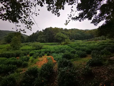 龙井路，心旷神怡的景色