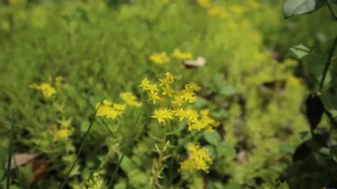 花草