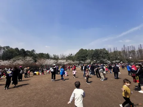 游玩太子湾公园的游人如潮