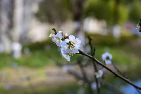 超山梅花6