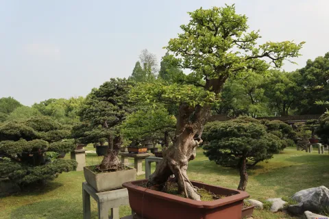 曲院风荷里面的盆景