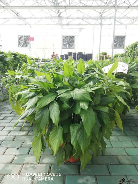 鲜花玻璃房内的花卉