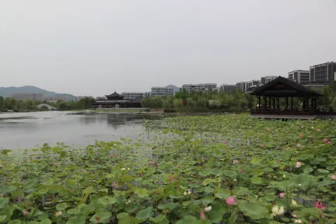 桃花湖公园里的荷花5