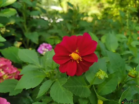 西溪湿地盛开的鲜花