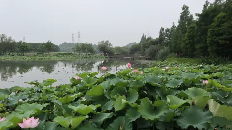 夏雨中清新绽放的荷花