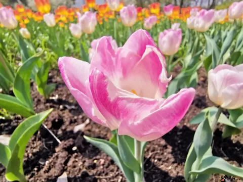 太子湾公园赏花