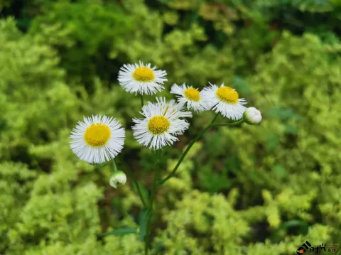 道路两侧盛开的花朵
