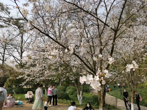 太子湾踏春50
