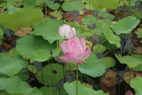 桃花湖公园里的荷花1