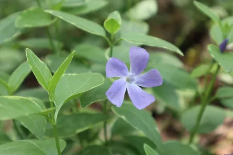 绽放的艳丽花朵