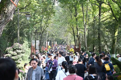 杭州植物园菊花展4