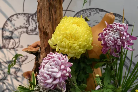 杭州植物园菊花展3
