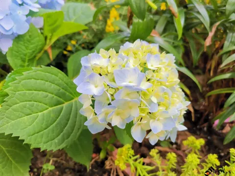 西溪湿地盛开的鲜花