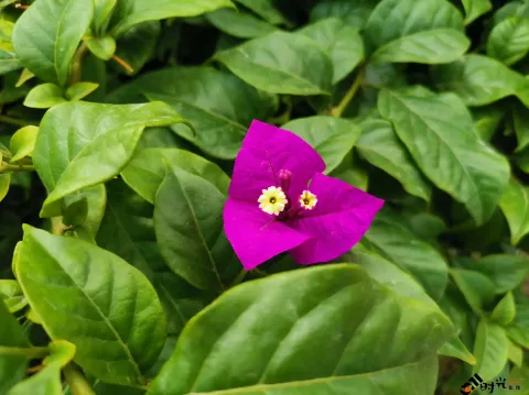盛开的花朵