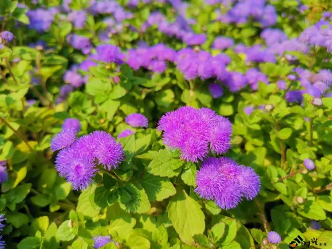 西溪湿地盛开的鲜花