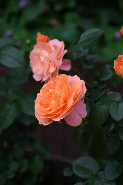 艳丽花开9
