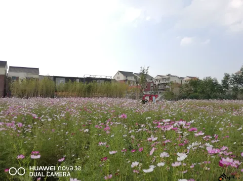 杭州三墩兰里生态园，行走在花海中