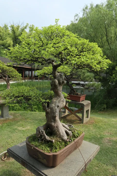 曲院风荷里面的盆景