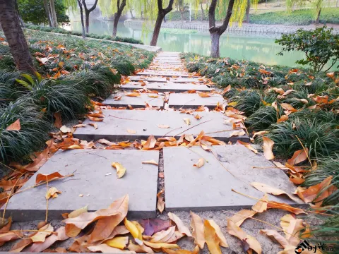 林间的落叶