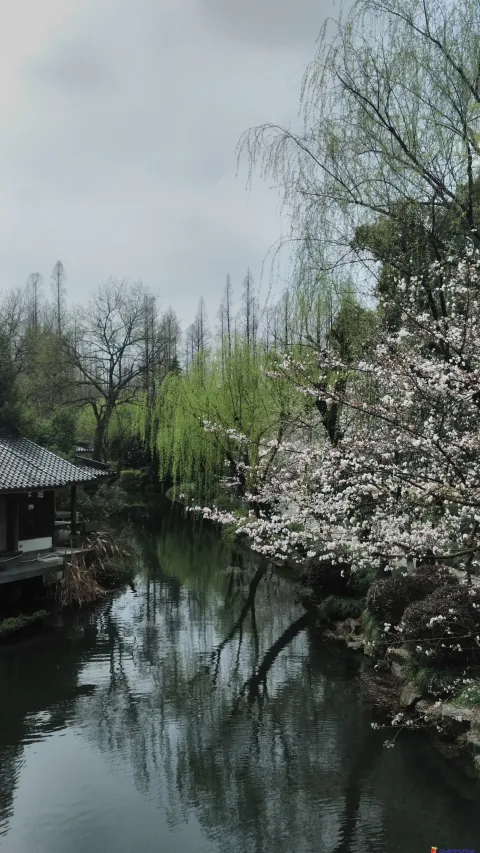 盛开的樱花