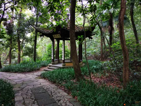 龙井路，龙井问茶，寻龙井古址