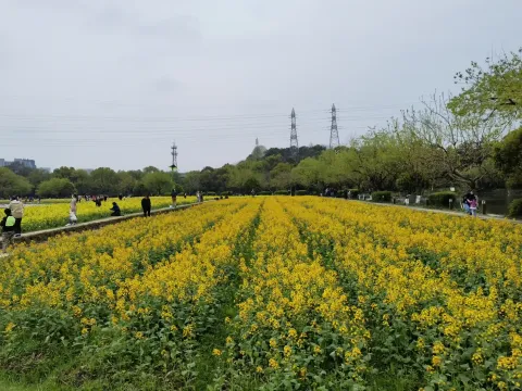 八卦田遗址公园6