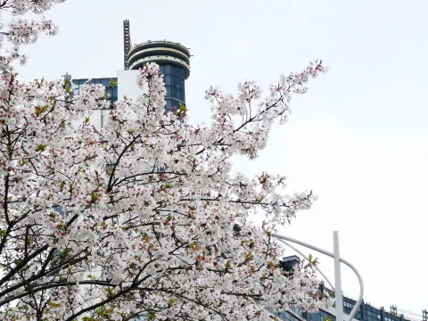 最美樱花走道2