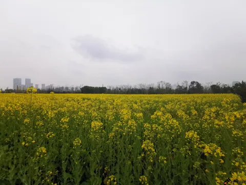 充满熟悉味道的油菜花