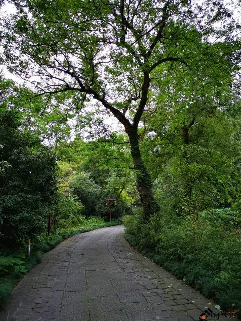 龙井路，心旷神怡的景色