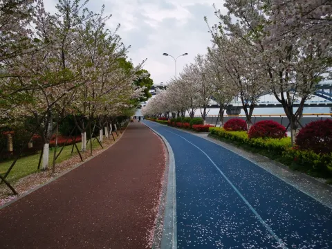 最美樱花走道13