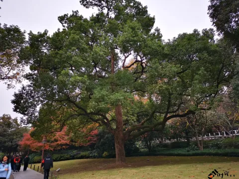 西湖，北山街南侧的景色