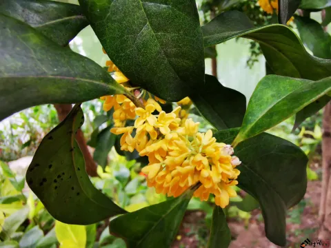 桂花飘香