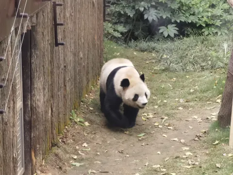 憨态可爱的大熊猫3