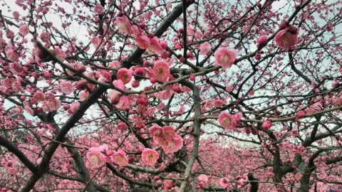 孤山看梅