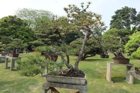 曲院风荷里面的盆景
