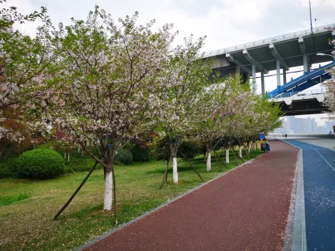最美樱花走道11