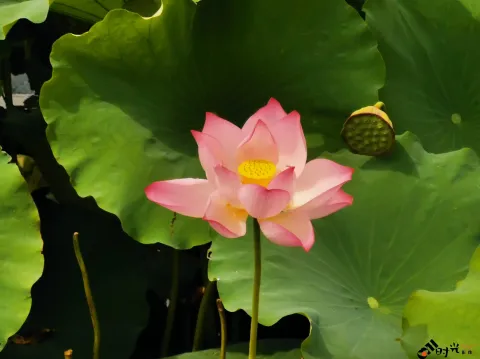 湖中绽放的荷花