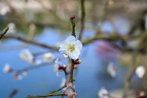 超山梅花11