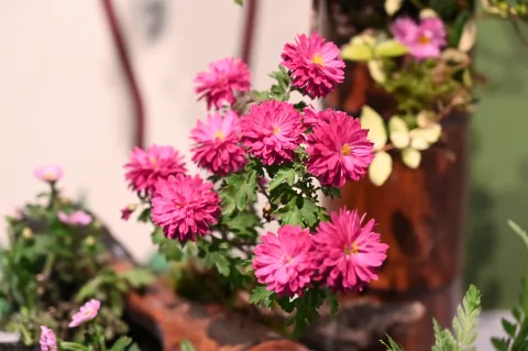 杭州植物园菊花展4