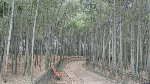 桃源岭，竹类植物区