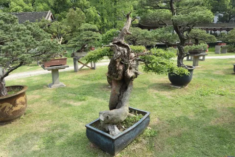 曲院风荷里面的盆景