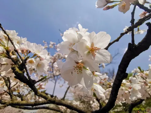 太子湾公园赏花