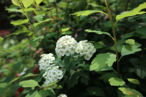 绽放的艳丽花朵