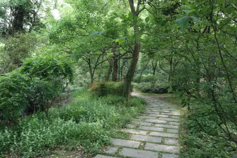 绿树丛中的走道