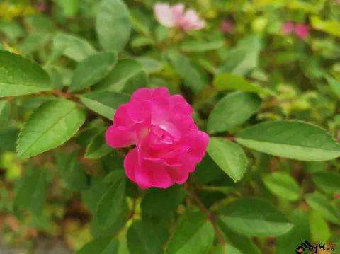盛开的花朵