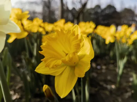 太子湾赏花13
