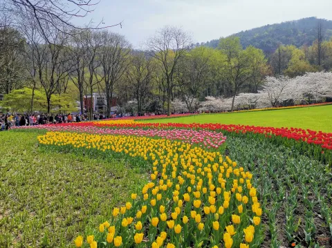 太子湾公园赏花